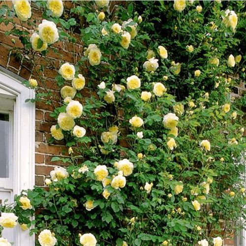 Žlutá - Stromkové růže, květy kvetou ve skupinkách - stromková růže s převislou korunou